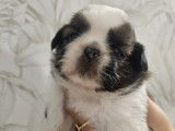 Chiots Shih Tzu à vendre