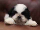Chiots Shih Tzu à vendre