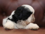 Chiots Shih Tzu à vendre