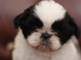 Chiots Shih Tzu à vendre