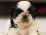 Chiots Shih Tzu à vendre