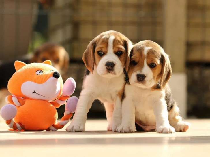 À réserver, 7 chiots Beagle de couleur variée (LOF)