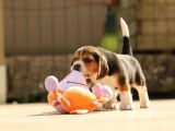 À réserver, 7 chiots Beagle de couleur variée (LOF)