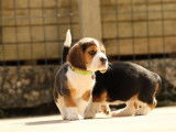 À réserver, 7 chiots Beagle de couleur variée (LOF)