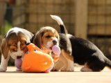 À réserver, 7 chiots Beagle de couleur variée (LOF)
