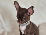 Chiot Chihuahua mâle LOF à vendre