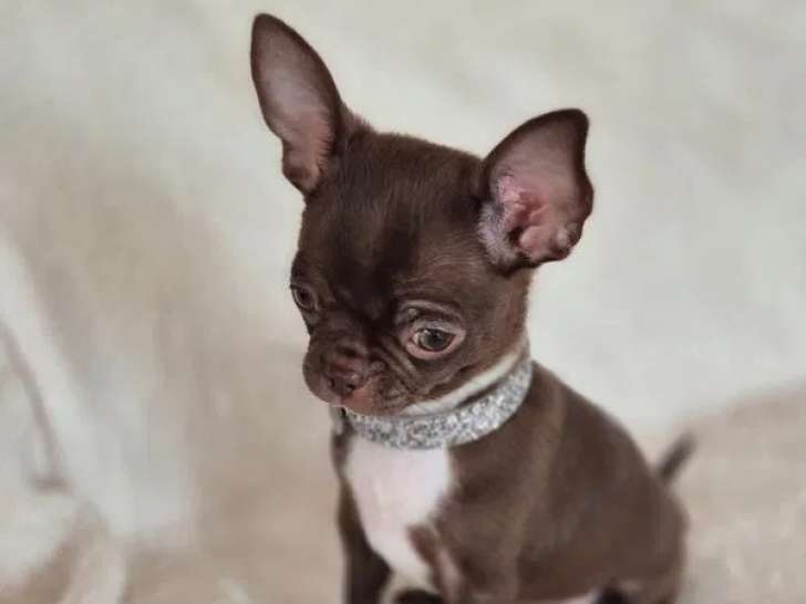 Chiot Chihuahua mâle LOF à vendre
