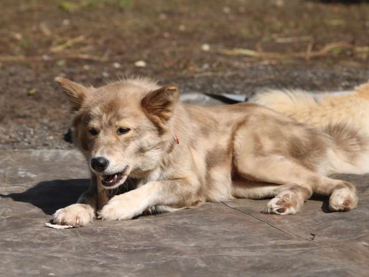 Chiot femelle Akita Inu croisée Border Collie à vendre