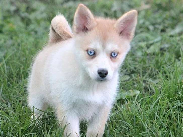 Des chiots Pomsky mini disponibles à la vente (non LOF)