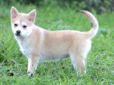 Des chiots Pomsky mini disponibles à la vente (non LOF)