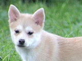 Des chiots Pomsky mini disponibles à la vente (non LOF)