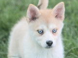 Des chiots Pomsky mini disponibles à la vente (non LOF)