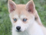 Des chiots Pomsky mini disponibles à la vente (non LOF)