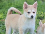 Des chiots Pomsky mini disponibles à la vente (non LOF)