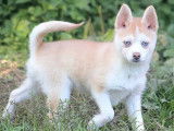 Des chiots Pomsky mini disponibles à la vente (non LOF)
