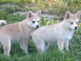 Des chiots Pomsky mini disponibles à la vente (non LOF)