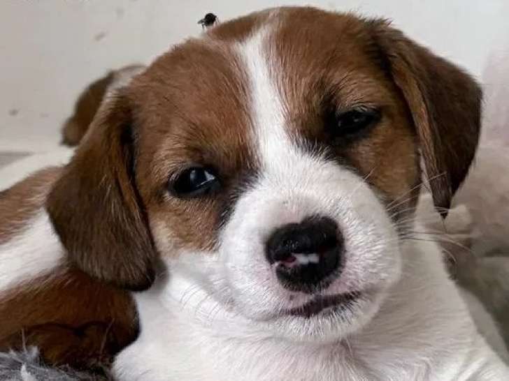 À vendre, 5 chiots Jack Russell Terrier (LOF)