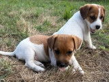 À vendre, 5 chiots Jack Russell Terrier (LOF)