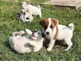 À vendre, 5 chiots Jack Russell Terrier (LOF)