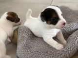 À vendre, 5 chiots Jack Russell Terrier (LOF)