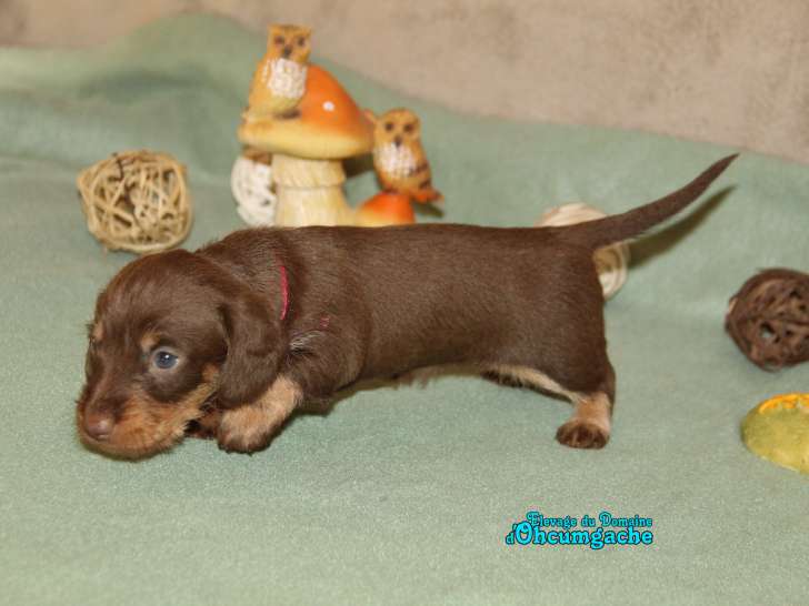 Chiots de race Teckel à vendre (2 femelles & 1 mâle)