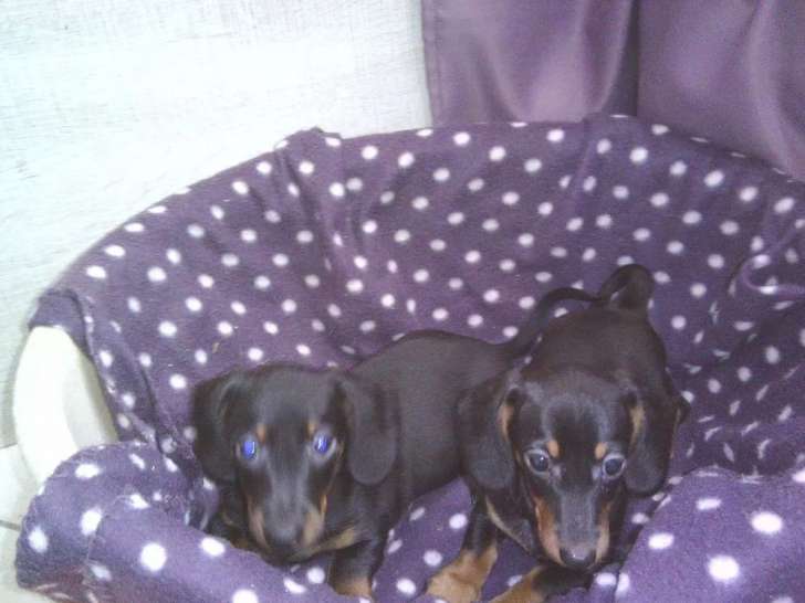 4 chiots Teckels disponibles à la réservation (non LOF)
