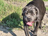 Chiots Cane Corso à naître