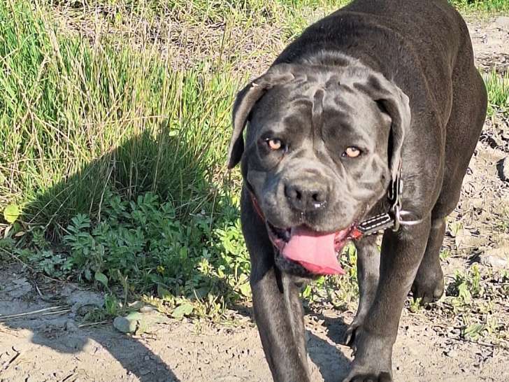 Chiots Cane Corso à naître