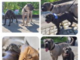 Chiots Cane Corso