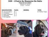 Chiots Cane Corso