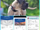 Chiots Cane Corso