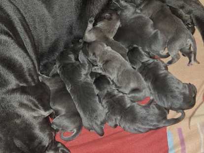 Chiots Cane Corso
