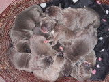 Chiots Cane Corso