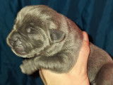 Chiots Cane Corso