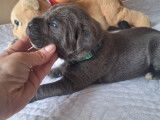 Chiots Cane Corso