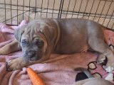 Chiots Cane Corso