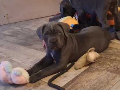 Chiots Cane Corso