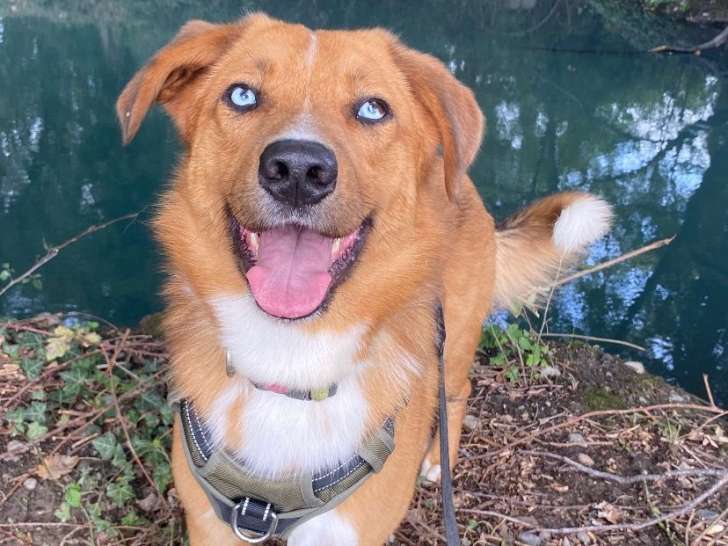 Alto, jeune croisé berger à adopter en association