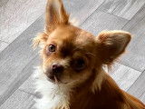 Mâle Chihuahua disponible pour saillie