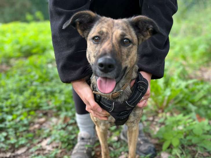 Yuna, jeune Berger Hollandais croisée Setter à adopter en association