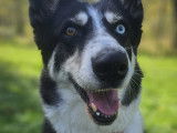 Lilly, chienne Border Collie croisée Husky à adopter en association
