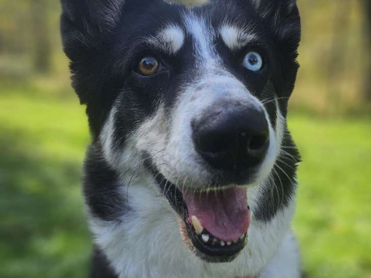 Lilly, chienne Border Collie croisée Husky à adopter en association