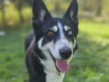 Lilly, chienne Border Collie croisée Husky à adopter en association
