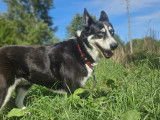 Lilly, chienne Border Collie croisée Husky à adopter en association