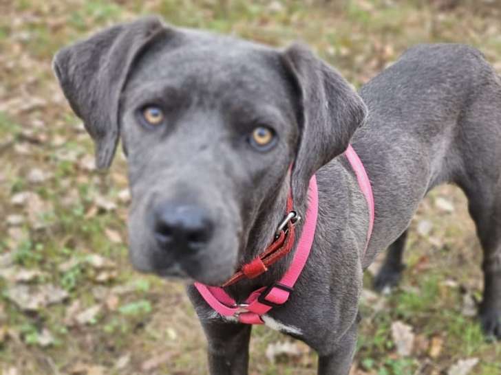 Aïma, jeune chienne croisée Dogue à adopter en association