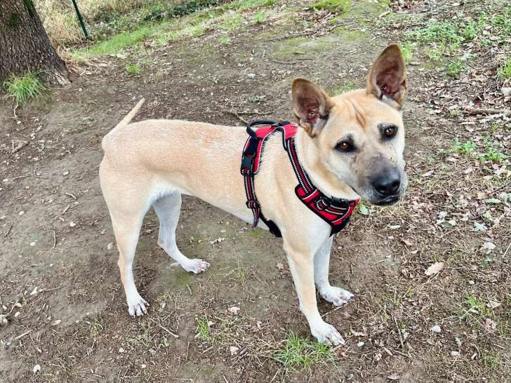 Shana, chienne Berger croisé Shar-Peï à adopter en association