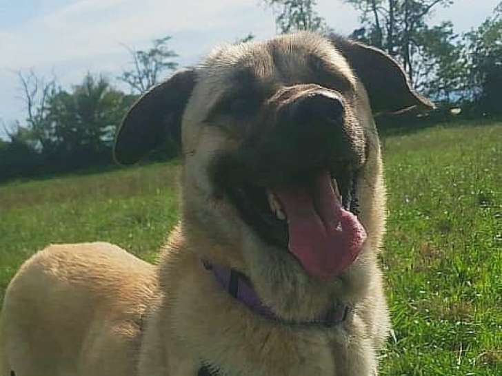Armony, chienne Berger d'Anatolie à adopter en association