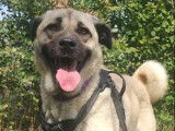 Armony, chienne Berger d'Anatolie à adopter en association