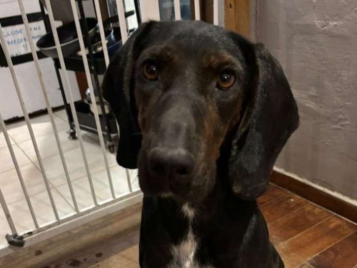 Julia, chienne à adopter