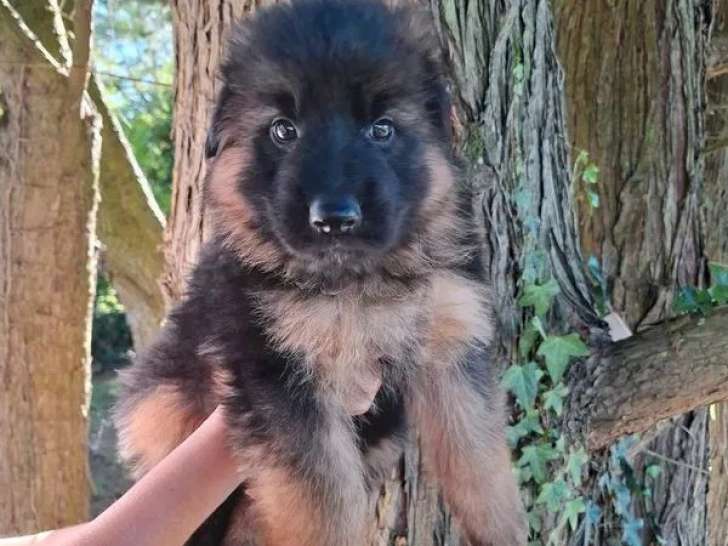 3 chiots Bergers Allemands poil long LOF à réserver